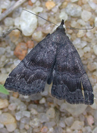 Black-banded Phalaenostola